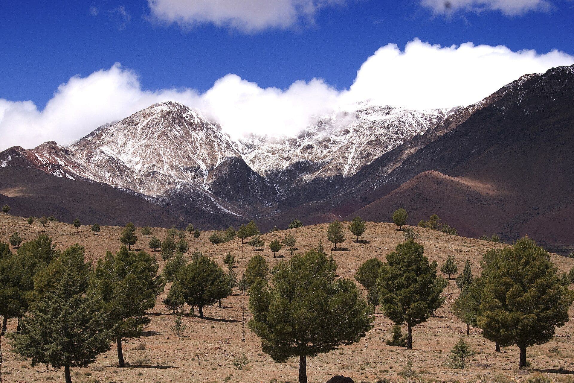 Snow-covered peaks of the Atlas Mountains above green pine trees