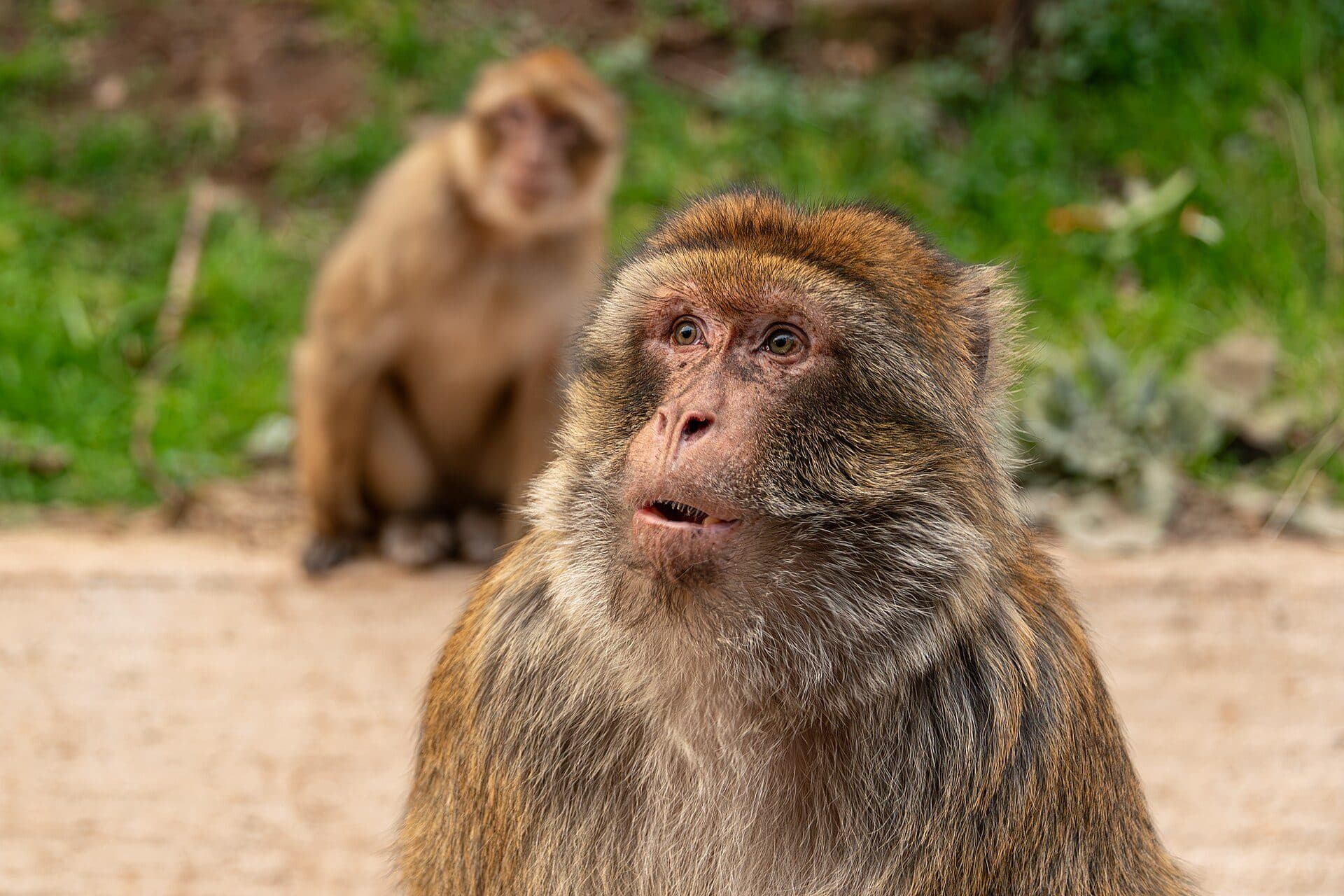 A Barbary macaque looking to the side, with a second macaque out of focus behind it on a dirt path next to grass