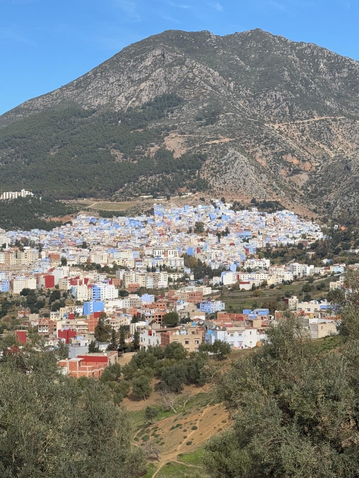Chefchaouen with its blue and white houses at the foot of a green mountain, with olive trees in the foreground