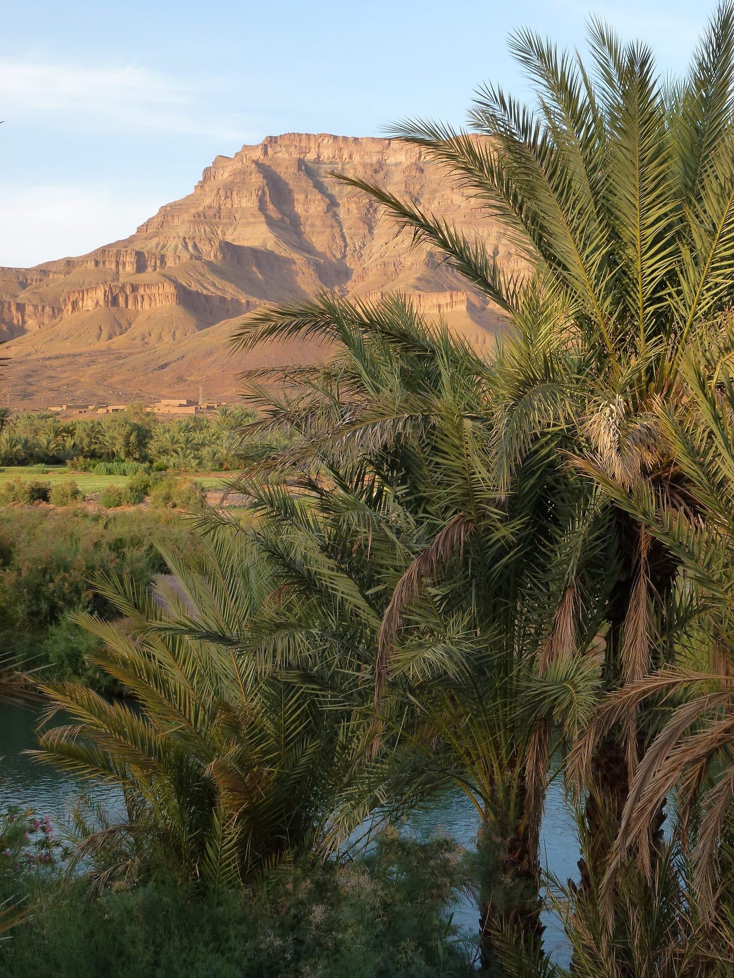 Date palms along the Draa River, with a bare flat-topped mountain in the evening light behind them