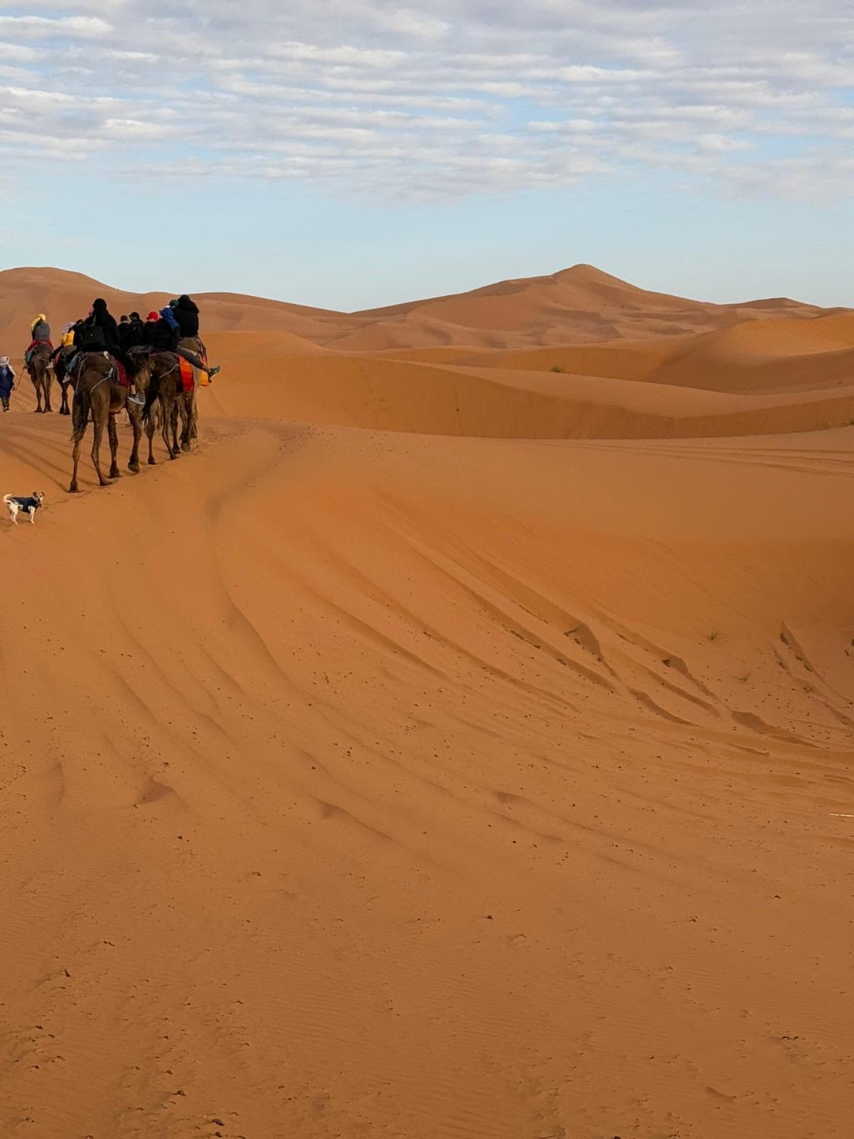 A line of camels with their handlers on the orange dunes of Erg Chebbi near Merzouga