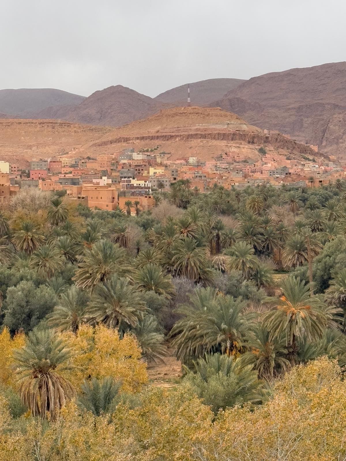 The palm grove of Tinghir, with the town and bare mountains behind it