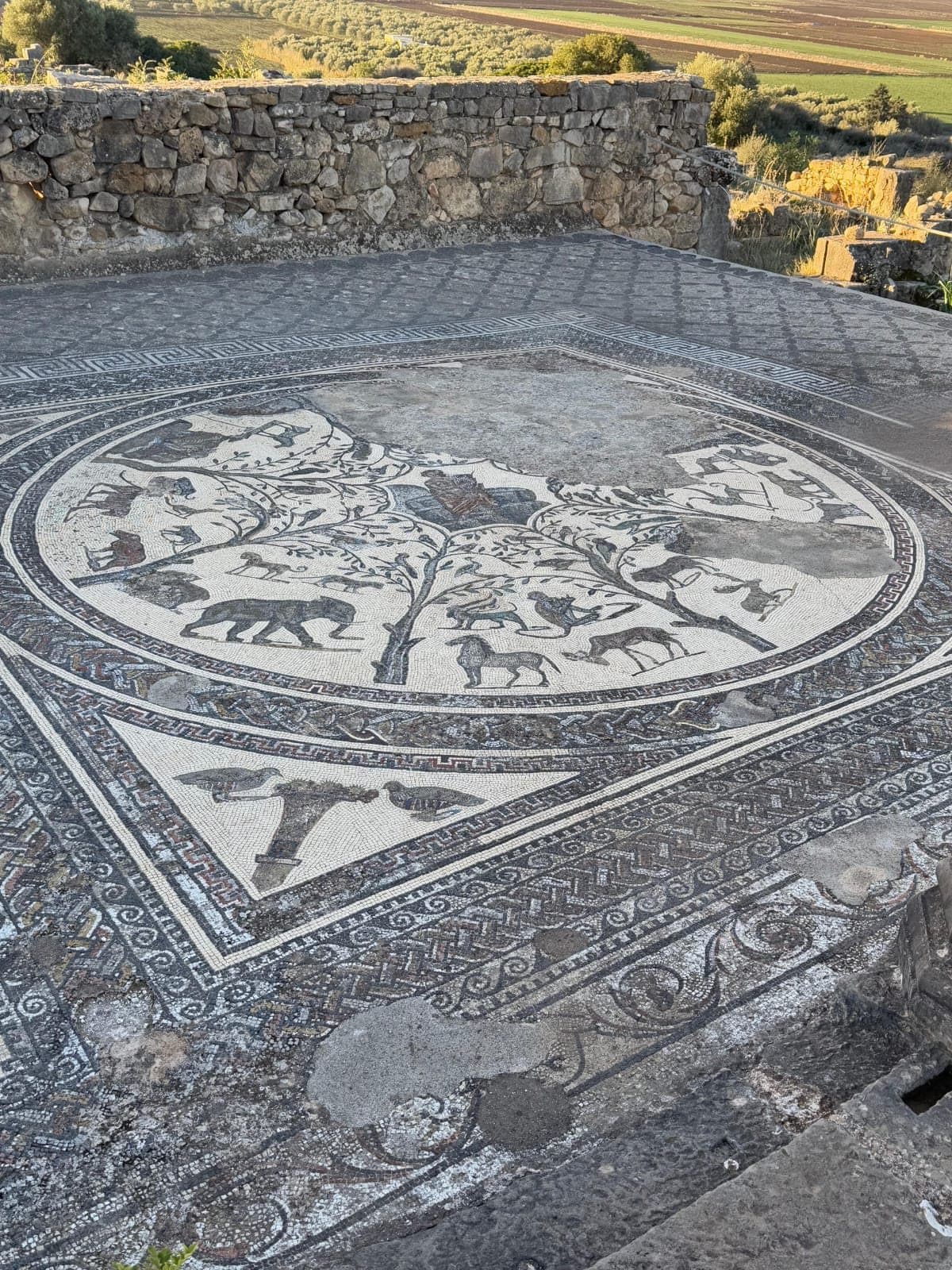A round Roman floor mosaic with a tree and animals, including an elephant, in Volubilis